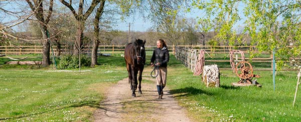 bien-etre-cheval.jpg